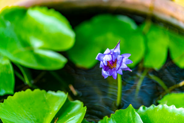 Purple water lily flower in Thailand.