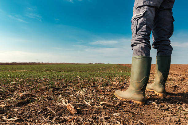 istock Farmer planning agricultural activity in field 1137097702