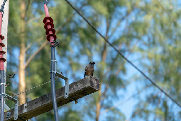 Mynah Bird in Thailand on a telephone pole