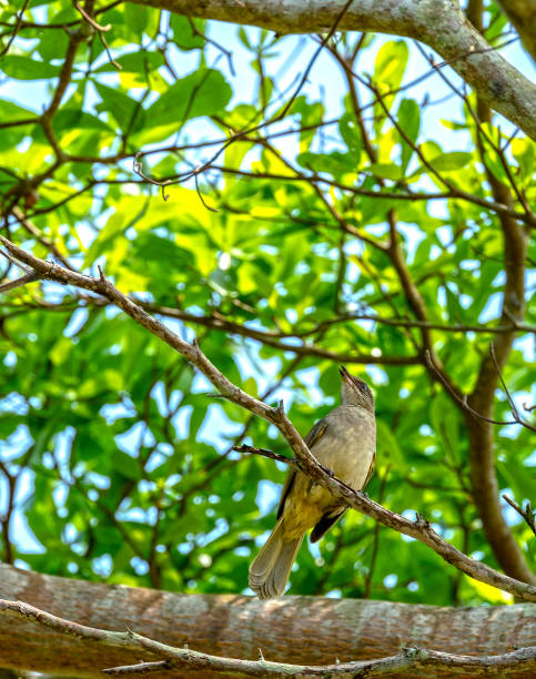 Malaysian Honeyguide in Thailand
