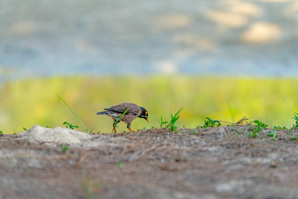 Mynah Bird in Thailand.