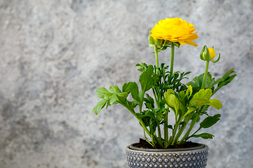 Ranunculus  in a pot.Flower yellow color on a gray background.Copy space for Text.