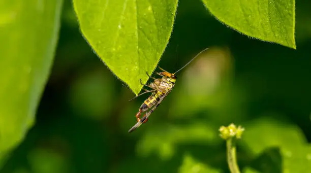 A scorpion fly sits in the middle of green leaves.