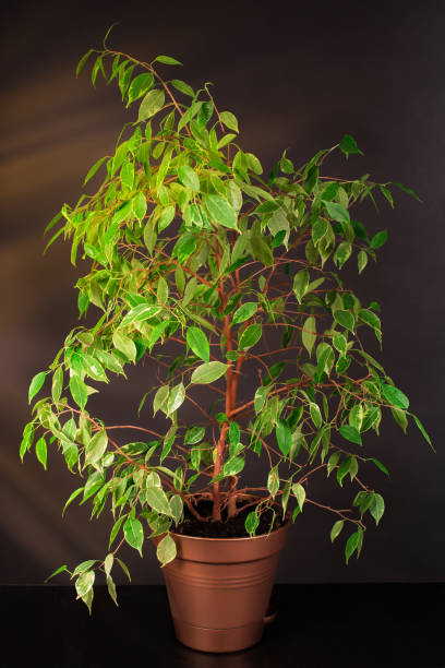 istock Ficus in a flower pot on a dark background. Ficus Benjamin, Studio photo 1137102829