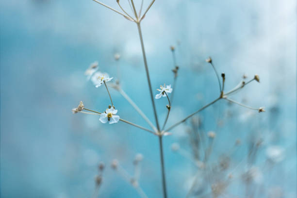istock Small white flowers with yellow stamens on a light blue background. 1137103652
