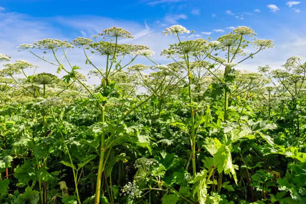 The blooming field of hogweed pine or heracleum sosnowskyi on a summer day