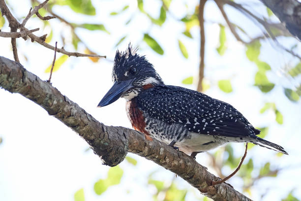 istock Giant kingfisher (Megaceryle maxima) 1137106857