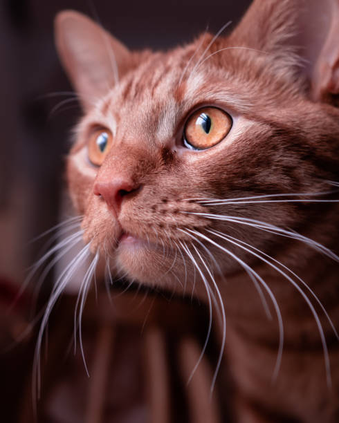 istock Cat in Front of Window 1137107223
