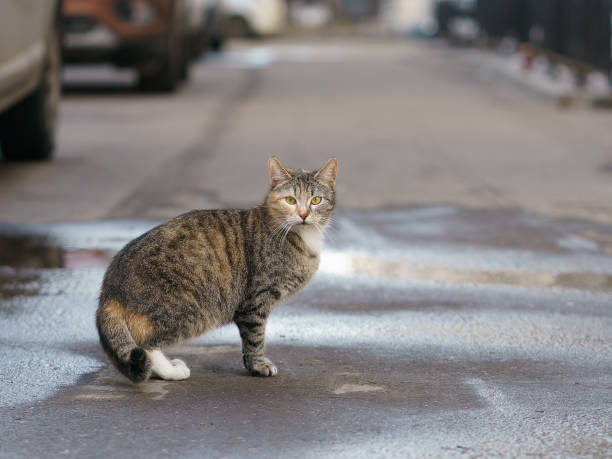 istock Alert stray cat on a city street 1137108154