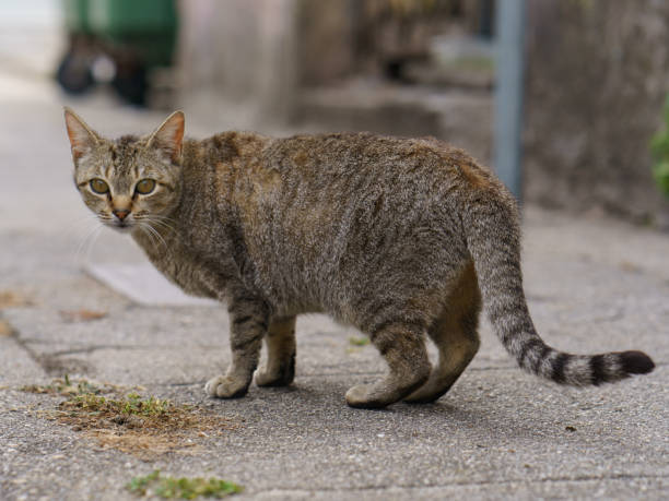istock Alert stray cat on a city street 1137108312