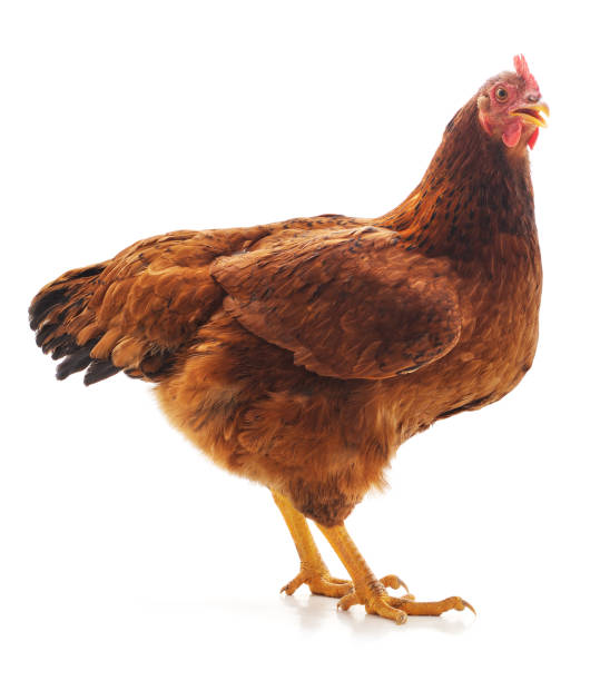 One brown chicken. One brown chicken isolated on a white background. chicken bird stock pictures, royalty-free photos & images
