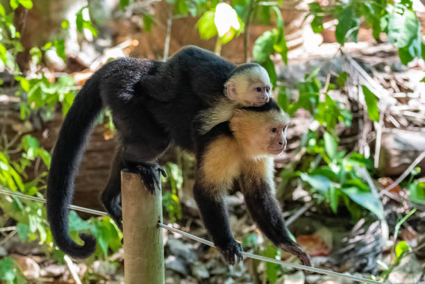 капуцин, обезьяна - brown capuchin monkey стоковые фото и изображения