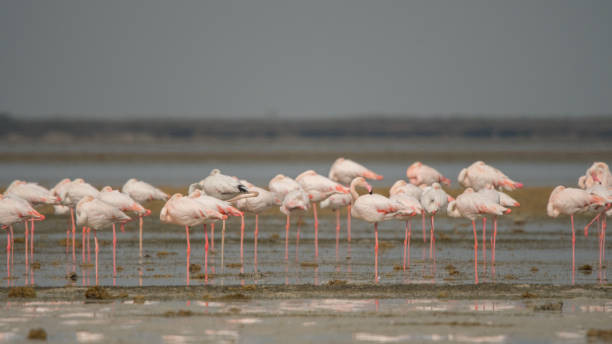 istock Greater flamingo / Phoenicopterus roseus 1137110371