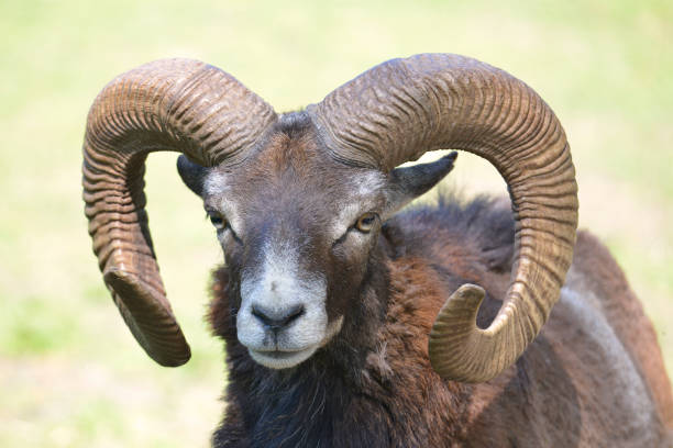 istock Mouflon of Corsican 1137111582
