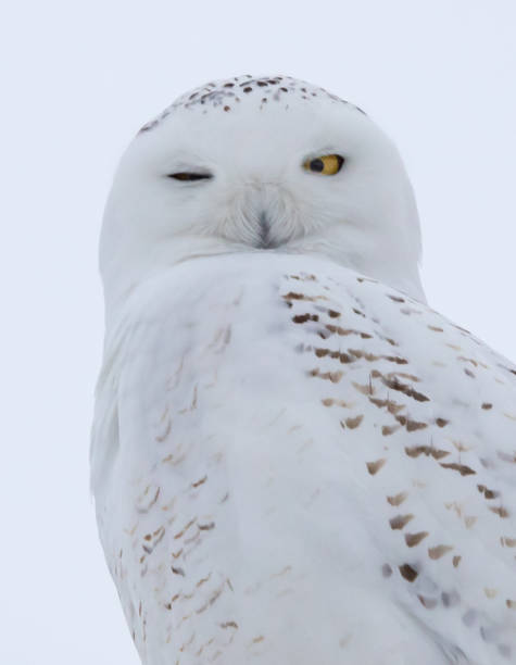 istock female snowy owl close up 1137111667