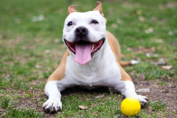 istock Friendly Dog having a big smile 1137111745