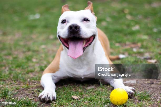 Friendly Dog Having A Big Smile Stock Photo - Download Image Now - American Staffordshire Terrier, Animal, Animal Family