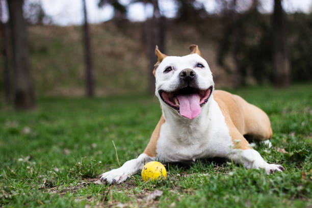 istock Friendly Dog having a big smile 1137112994