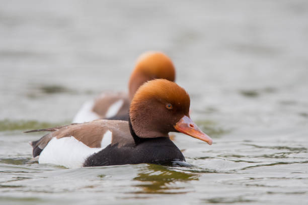 istock Red-crested pochard / Netta rufina 1137113977
