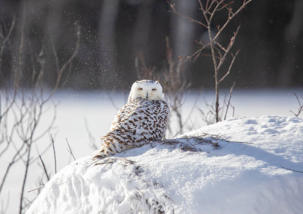 istock Female snowy owl in blizzard 1137114155