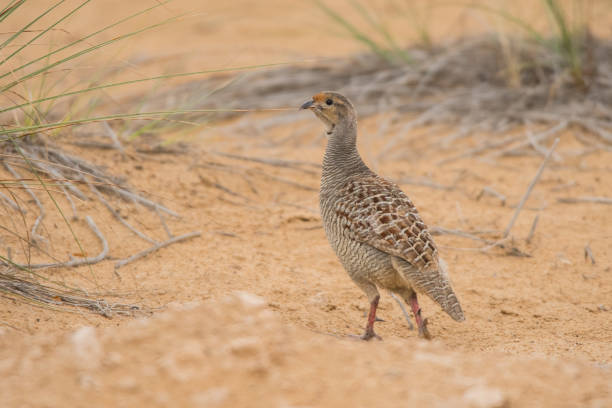 istock Grey francolin (Francolinus pondicerianus). Al Qudra lake. United Arab Emirates 1137114197