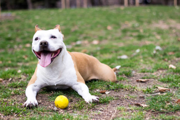 istock Friendly Dog having a big smile 1137114241