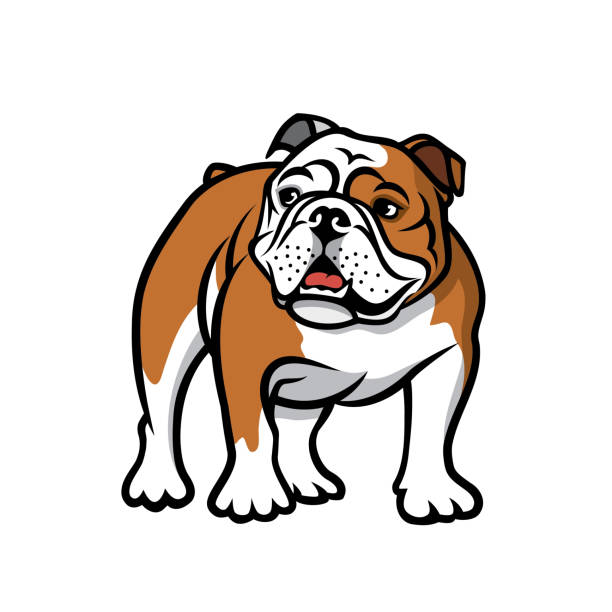 englische bulldogge-isolierte vektorabbildung - bulldogge stock-grafiken, -clipart, -cartoons und -symbole