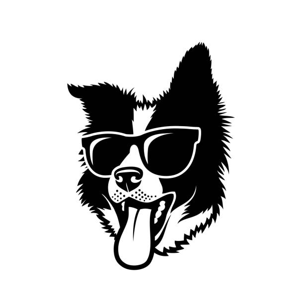 Border Collie dog wearing sunglasses - isolated vector illustration Border Collie dog wearing sunglasses cool logo stock illustrations