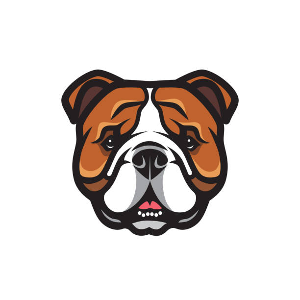 ilustraciones, imágenes clip art, dibujos animados e iconos de stock de ilustración vectorial inglesa de bulldog con cara aislada - bulldog