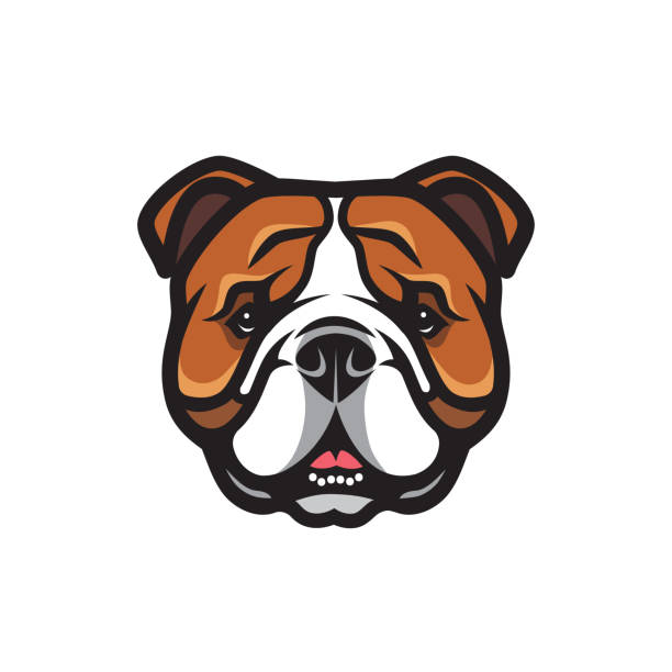 English bulldog face - isolated outlined vector illustration English bulldog face bulldog stock illustrations