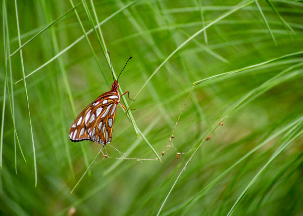 Gulf Fritillary Butterfly