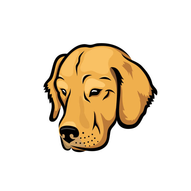 лабрадор ретривер собака - векторная иллюстрация - golden retriever illustrations stock illustrations