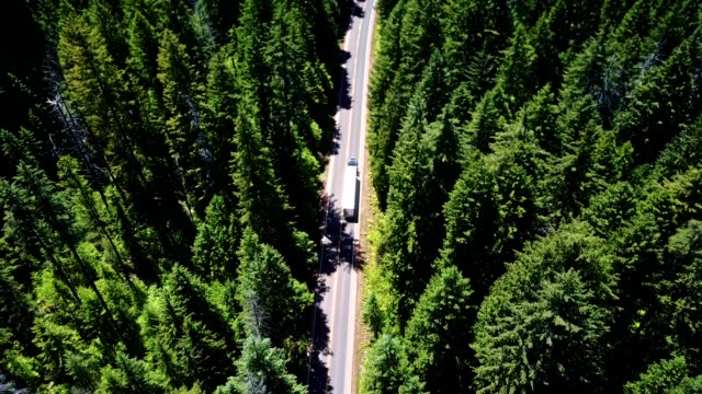 driving in the forest in the washington state