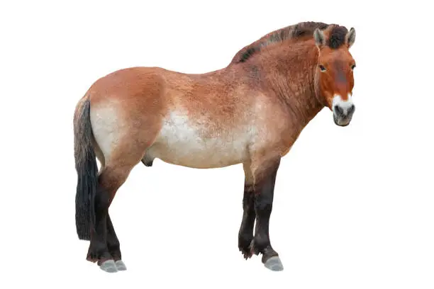 horse ( przewalski ) isolated on a white background
