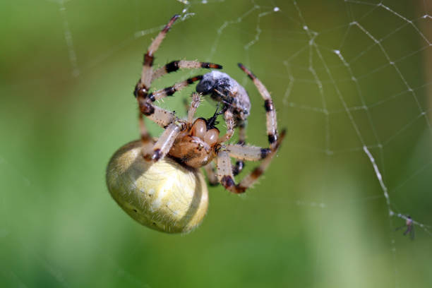 istock spider wrapping its prey, catching a fly in the web, close up 1137116783