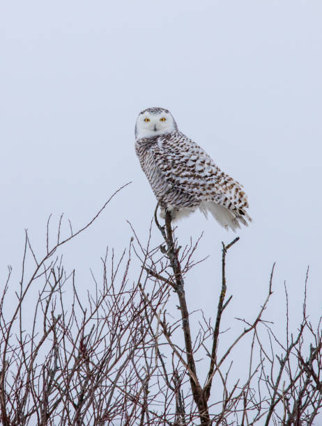 istock female snowy owl perched in tree 1137116885