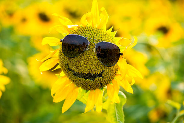 istock funny sunflower in glasses and a hat, smiling 1137117101