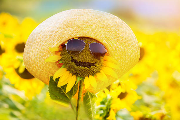 istock funny sunflower in glasses and a hat, smiling 1137117102