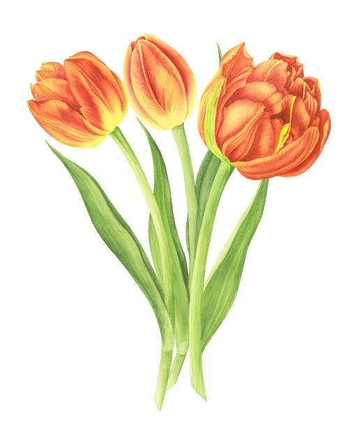 istock Bouquet with tulips, watercolor painting. For design cards, pattern and textile. 1137117177