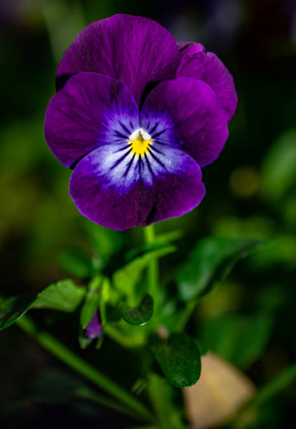 istock purple flower with white and yellow 1137117266