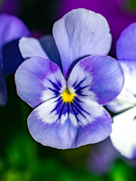 istock purple and white violet flower 1137117281