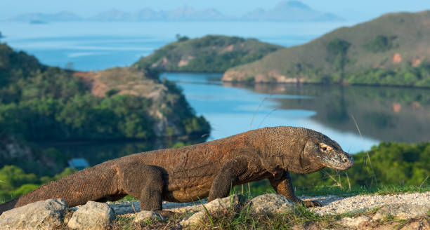 istock Komodo dragon,  scientific name: Varanus komodoensis. 1137118107