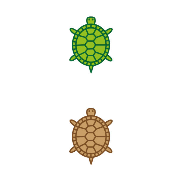 Turtles 11 Stock Illustration - Download Image Now - Turtle, Animal Shell,  Icon - iStock