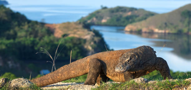 istock Komodo dragon,  scientific name: Varanus komodoensis. 1137119064