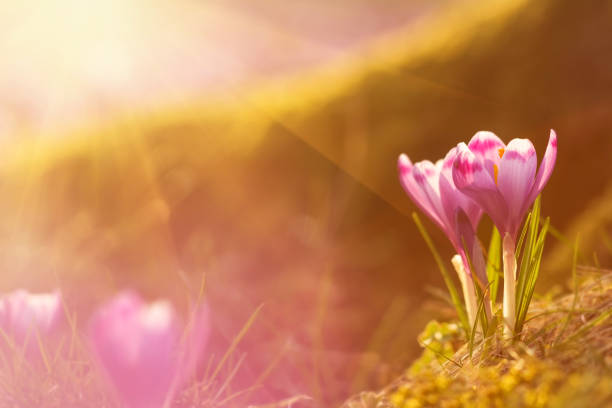 Fairytale sunlight on spring flower crocus. View of magic blooming spring flowers crocus growing in wildlife. Majestic colors of spring flower crocus