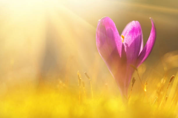 istock Fairytale sunlight on spring flower crocus. View of magic blooming spring flowers crocus growing in wildlife. Majestic colors of spring flower crocus 1137119286