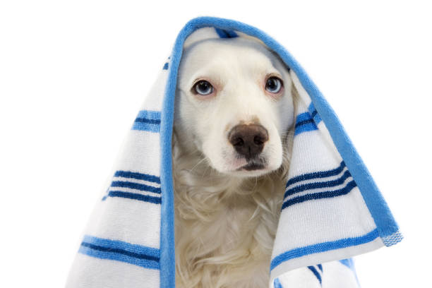 funny dog bathing. mixed-breed puppy wrapped mit a blue colored towel. isolated studio shot on white background. - bath stock-fotos und bilder