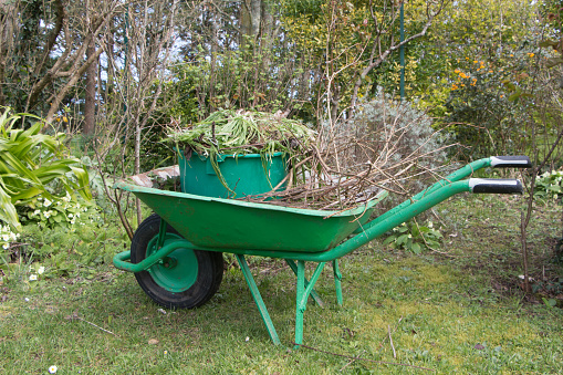 Wheelbarrow and bucket full of garden waste after cleaning a garden at the beginning of spring