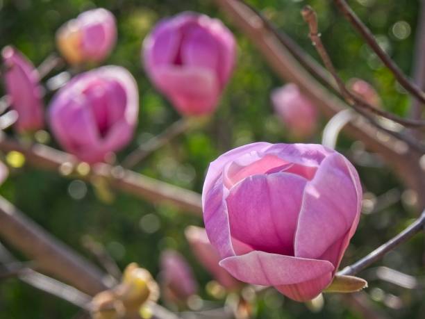 istock Japanese Magnolias 1137122402