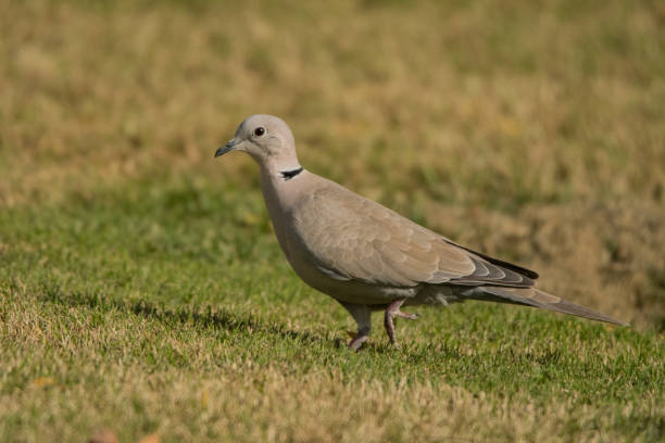 istock Eurasian collared dove / Streptopelia decaocto 1137123557
